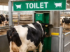 Inodoros para vacas. Para transformar la gestión de los residuos