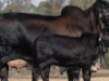 Brahman negro. Alepecuaris importó el primer ejemplar al país
