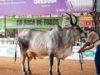 Feria agropecuaria de Sincelejo del 13 l 17 de mayo de 2026