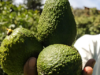 Puerto Antioquia inició las exportaciones a Europa