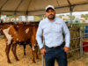 Ayrshire. Raza bovina que se fortalece en Colombia