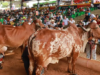 La Mesa. Feria ganadera el 12 y 13 de junio de 2026