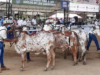 Feria Nacional de la Ganadería en Montería del 5 al 15 de junio