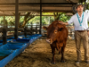 Ganado Hartón del Valle. Raza criolla colombiana
