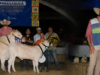 Ganado Charolais gana terreno en Colombia