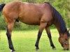 Descalcificación en caballos. Un riesgo silencioso