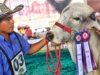 79ª Feria Nacional Cebú del 13 al 30 de agosto en Montería
