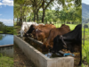 Agua para el hato durante el fenómeno de El Niño