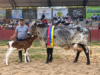 Victoria. La vaca que enorgullece la lechería de Saravena