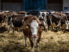 Estrés en animales de granja. Sus efectos.