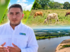Blissus. Plaga que acaba con el poco pasto que deja El Niño