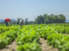 Cultivos. Como protegerlos del fenómeno de El Niño
