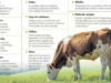 Escasez de pasto. Opciones para la alimentación del ganado