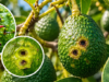 Picudo del aguacate. Una plaga de importancia cuarentenaria