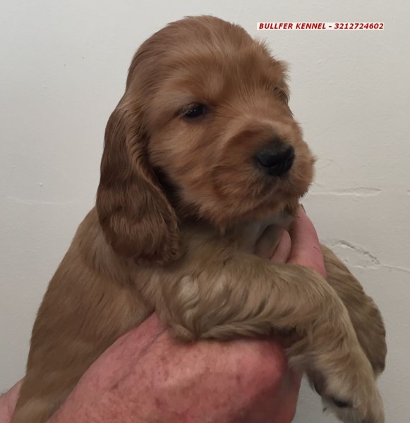 Cocker Spaniel Ingles Caramelo Y Ruano Raza Pura Marca Bullfer Kennel Envios Agromundo