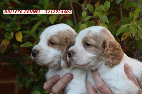 Cocker Spaniel Ingles Caramelo Y Ruano Raza Pura Marca Bullfer Kennel Envios Agromundo