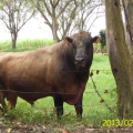 VENTA DE PAJILLAS, TORO RAZA HARTÓN DEL VALLE,LINEA PELAEZ,LINEA LECHE.