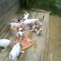 Criadero- Venta cachorros JACK RUSSELL TERRIER