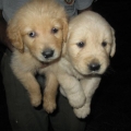 CRIADERO - VENTA  CACHORROS GOLDEN RETRIEVER