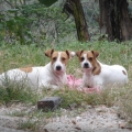 HERMOSOS Y SANOS JACK RUSSELL TERRIER DEL CRIADERO CANAGUAY