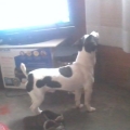 JACK RUSSELL TERRIER BUSCA NOVIA 
