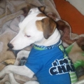 JACK RUSSEL TERRIER   BUSCA NOVIA  