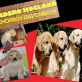 ESTUPENDOS CACHORROS GOLDEN  CRIADERO HOCLAND LIDER EN SANIDAD Y PROFESIONALIDAD