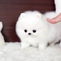Priceless perrito blanco de Pomeranian para la adopción