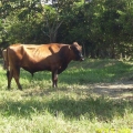 VENTA DE TORO RAZA HARTON DEL VALLE,LINEA PELAEZ,LINEA LECHE