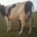 Vendo Vacas, Novillas y Teneras, raza Holstein, Jersey, Jerhol, Normandas y Gyr Lechero Genetica Lechera