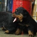 CACHORROS ROTTWEILER, GENETICA ALEMANA DISPONIBLES MACHOS Y HEMBRAS.CERTIFICADOS.