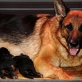 CACHORROS PASTOR ALEMAN, CERTIFICADOS EN RAZA Y SALUD, LOS MEJORES.