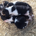 ESPLENDIDOS CACHORROS BASSET HOUND, CERTIFICADOS EN RAZA Y SALUD.