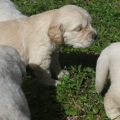 MARAVILLOSOS CACHORROS GOLDEN RETRIEVER, GARANTIZADOS EN RAZA Y SALUD