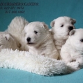 CACHORROS WEST HIHGLAND TERRIER, LOS MEJORES CERTIFCADOS EN RAZA.