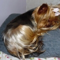 YORKSHIRE TERRIER MINIATURA CALIDAD SHOW OFRECE BULLFER KENNEL CRIADERO 25 AÑOS 