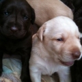 LABRADOR RETRIEVER AMERICANO COLOR CHOCOLATE  Y DORADO FENOTIPO Y GENOTIPO SHOW