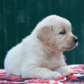 GOLDEN RETRIEVER COLOR ORO - MADRE REGISTRADA - ENVIOS - ENTREGA INMEDIATA PAGO CONTRA ENTREGA
