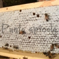 Miel de abejas 100% natural
