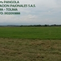 VENTA HENO 100% PANGOLA