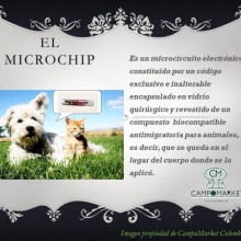 Microchips para identificación animal