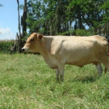 VENTA DE RAZA HARTÓN DEL  VALLE,LINEA PELAEZ,LINEA LECHE