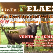 VENTA DE PAJILLAS, TORO RAZA HARTÓN DEL VALLE,LINEA PELAEZ,LINEA LECHE.
