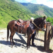 VENTA DE MULA