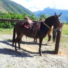 VENTA DE MULA