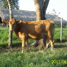 VENTA DE, CRÍA MACHO, RAZA HARTÓN DEL VALLE,LINEA PELAEZ,LINEA LECHE.