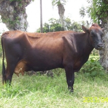 VENTA DE RAZA HARTÓN DEL VALLE,LINEA PELAEZ,LINEA LECHE CON CRUZA DE AYRSHIRE
