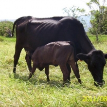 VENTA DE RAZA HARTÓN DEL VALLE,LINEA PELAEZ,LINEA LECHE CON CRUZA DE HOLSTEIN