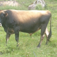 Toro 24 Meses Jersey Puro Excelente Genética Permuto Cambio