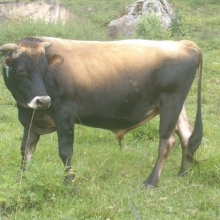 Toro 24 Meses Jersey Puro Excelente Genética Permuto Cambio